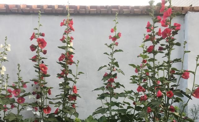  [种花草]墙根小花池可以种植的9种花草，你喜欢哪一种？