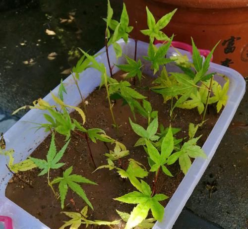  『扦插』红枫扦插生根很难？给红枫枝条安个家，30天生根，一次扦插几十盆