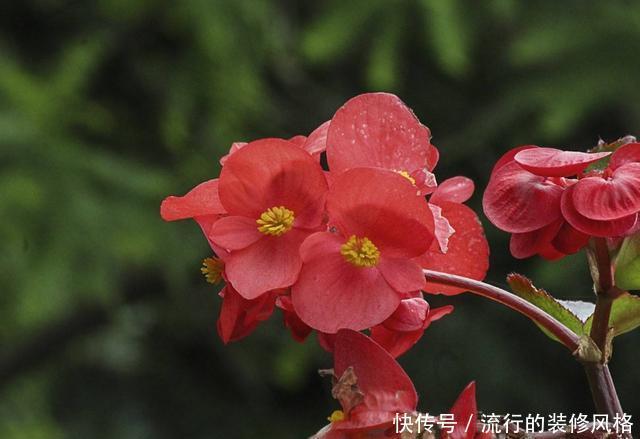  花朵|适合家养的3种花，花朵硕大抓人眼球，颜色鲜艳容易爆盆，美极了