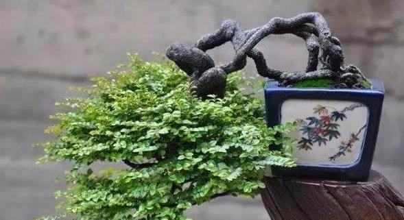 #居家#家中养花得注意:这6款植物贼适合居家盆栽,好看又好管理