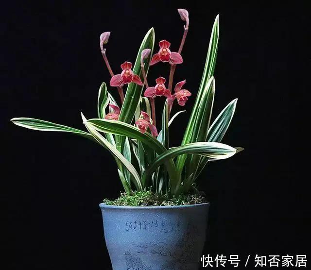  倾心|红神荷，艳而不俗，美到让你倾心的兰花，家庭养兰一定要养一盆
