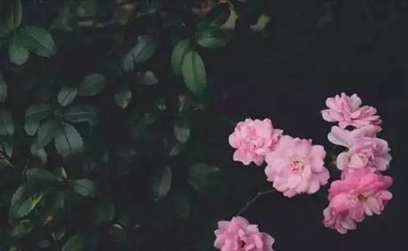 『小院』20多岁的年龄差距,却把一个破烂的农家小院变成了“桃花源”