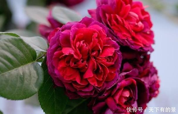 #天天#养花就养此5种,开花漂亮数量多,家里养一盆,天天都能赏花
