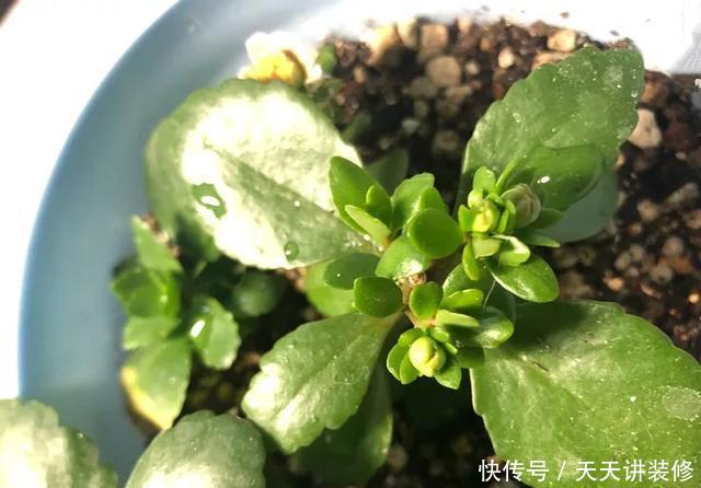  [图片作者]15种超级好养的花，不死鸟居然不是第一，“养花杀手”们试一试吧