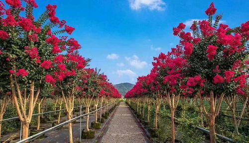 「世界」造型紫薇'观音花瓶'开花盛景,真是一花一世界,一岁一枯荣