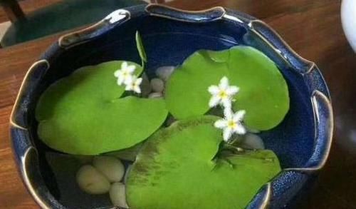 #花草#别再土培花草了,又脏又乱,将它们水培放家里,养眼、管理省心