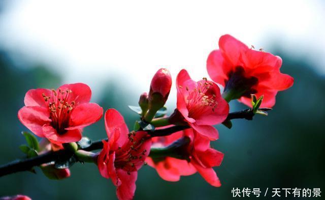 「扔进」养花就养此3种,扔进花盆就能活,浇水就疯长爆盆,养出漂亮花园