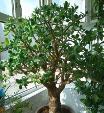  丑花：家里养上这“2种丑花”，去煞又旺财，还能吸甲醛，越养越喜欢！