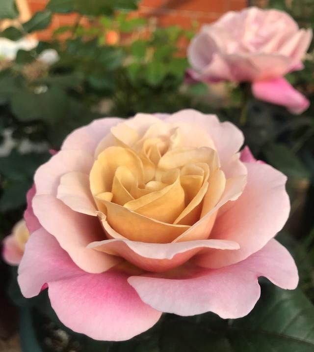 花香:此款木本盆栽花,开花美丽,花香浓郁,四季有花开,养护也容易