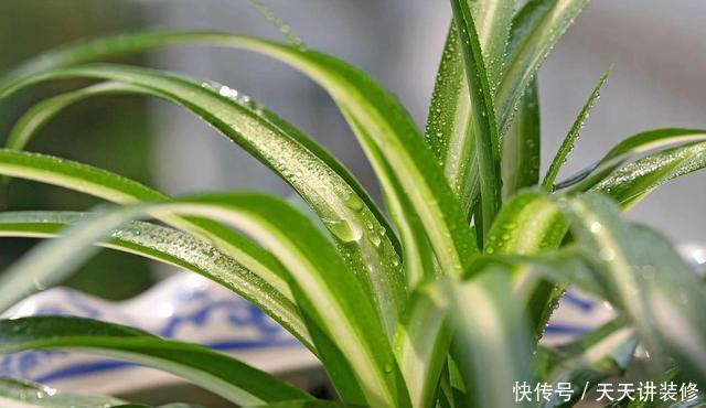 #种植#这几种花,名字带兰却不是兰,却依旧美得不像话