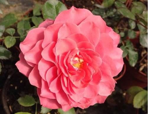  「烂漫」阳台首选此款花卉，家养一盆绚丽多彩，花势猛不黄叶，烂漫又迷人