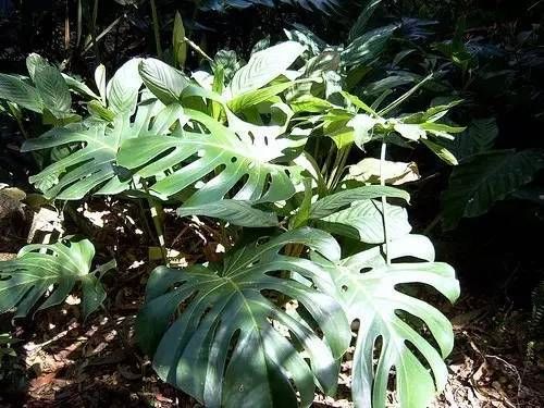  「就要」22种室内极难养死的植物，绿植就要选这些