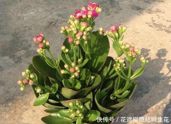 『你喜欢』不小心蹭掉的叶片该怎么办?长寿花、蟹爪兰埋土里,10天就生根