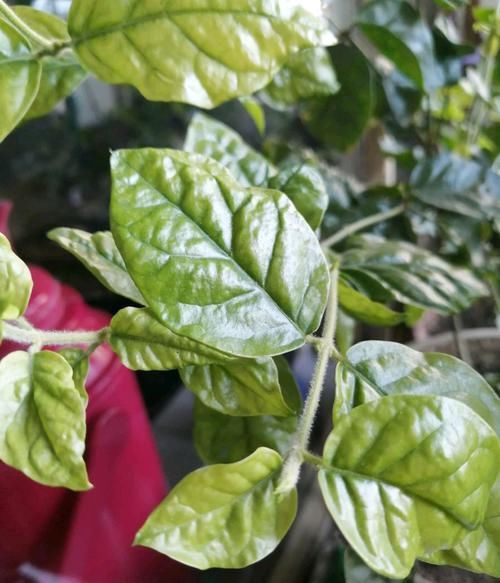  #光照#茉莉花满树花苞就是不开花？满足一要素，很快开花爆盆满屋飘香