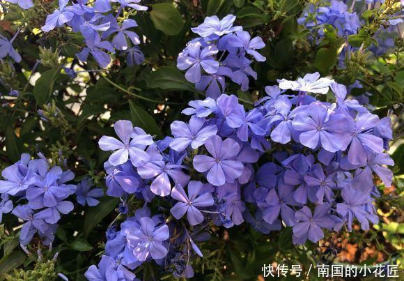 「花瓣」蓝雪花要“放养”,夏天使劲晒,“肥水”浇灌,蓝色花瓣开满墙