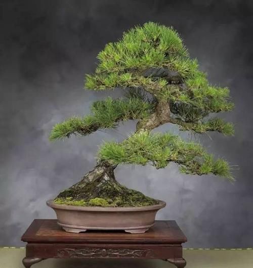  暖凉爽的环：22种天生就是最好的盆景植物，你认识几种？