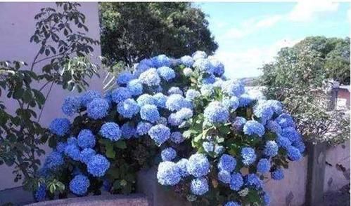  开花：家庭养花选它，养护简单，花开满盆，是盆栽佳品！