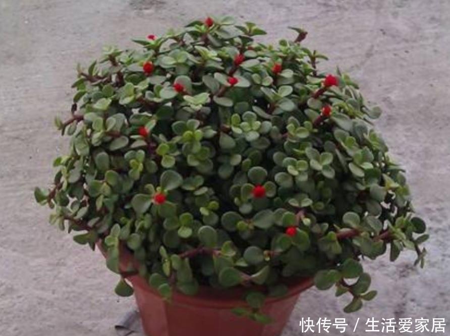 『家庭盆栽』家中养金枝玉叶,到底能不能开花,原来需要满足这些条件