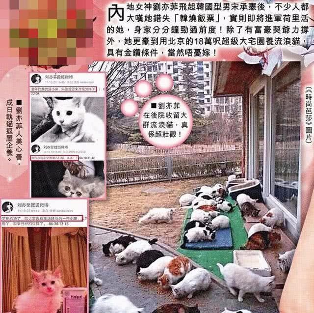 「收养」比伯一只猫价值12万,刘亦菲却只收养流浪猫,爱心有价格吗