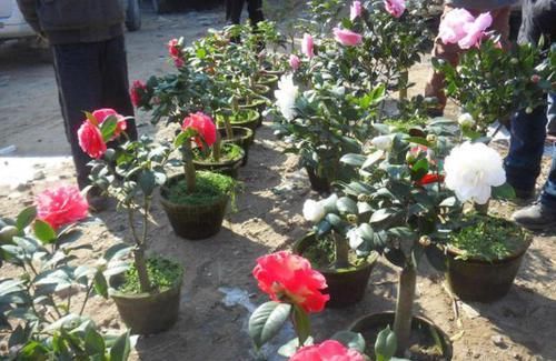  [日常]朋友在家养茶花，日常施肥就用'它'，一点不浪费，盆栽花开不停