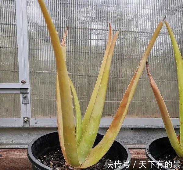 养护盆栽芦荟:盆栽芦荟的叶子变成褐色,“对症下药”能快速恢复翠绿