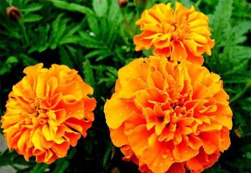  #妖娆#喜欢在家中养护花卉，就选择“妖娆多姿”的花卉，花期长，花色艳
