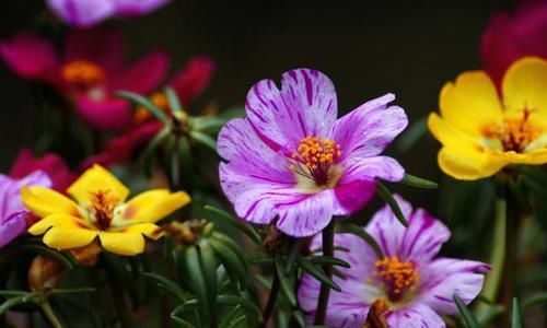  『开花』养花就养盆量大爆盆的，开花漂亮吸引眼球，谁养谁喜欢，美丽灵动