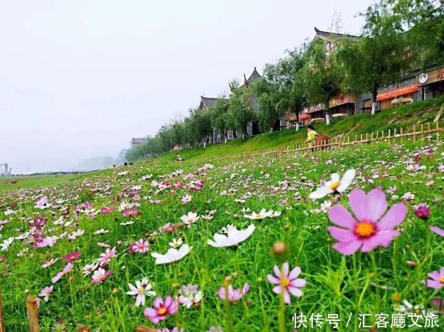 “五一”重庆慢时光，木洞10万㎡格桑花开，孤岛绿草成海！