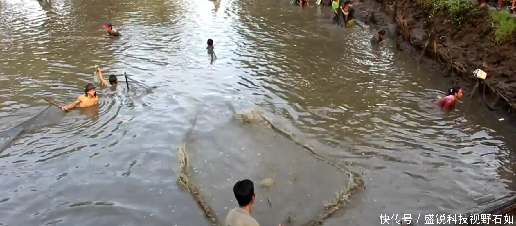 别人家的鱼塘收获 罗非鱼黑鱼不算少, 大虾长达二十厘米