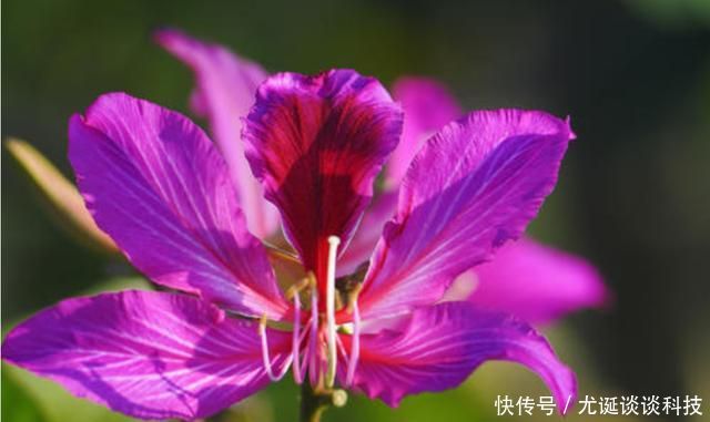  #小院#家有小院，3种花必须要养，造型奇特抓人眼球，自己就是一道风景