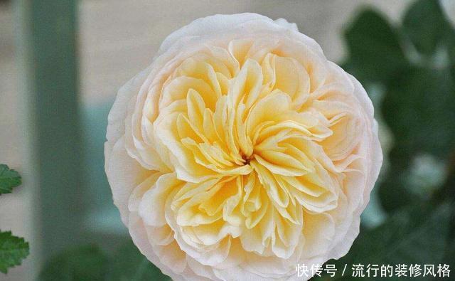 『聊红槐』3种花非常适合家养,养护简单不操心,开花艳丽能爆盆,漂亮极了