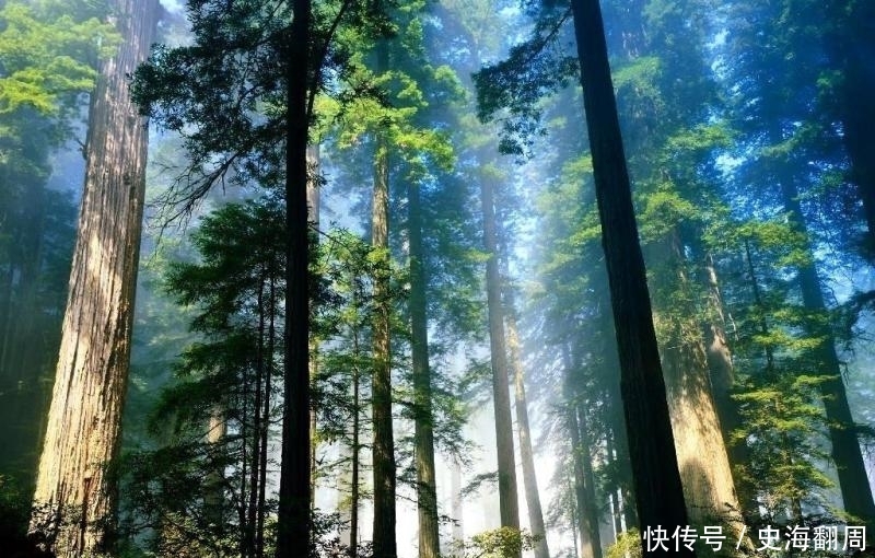 “原始森林”你去过吗?