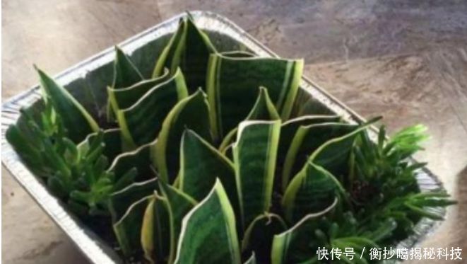  #春天#春天赶快扦插“5种花”，摘片叶子，插土里就活，1盆变10盆！