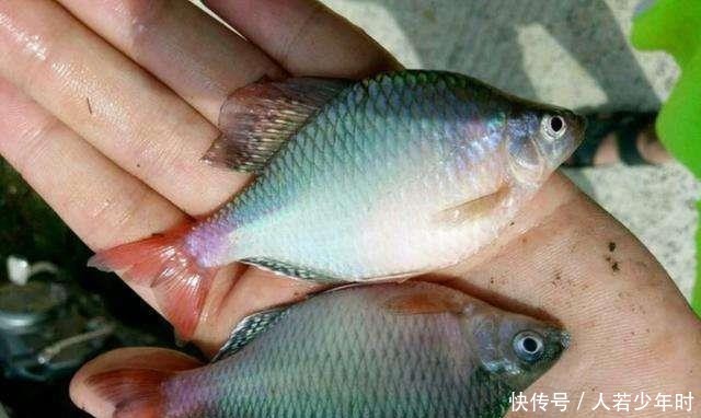 『喜欢』曾经无人问津的鳑鲏鱼,为何摇身一变成为水族馆里的“精灵”?