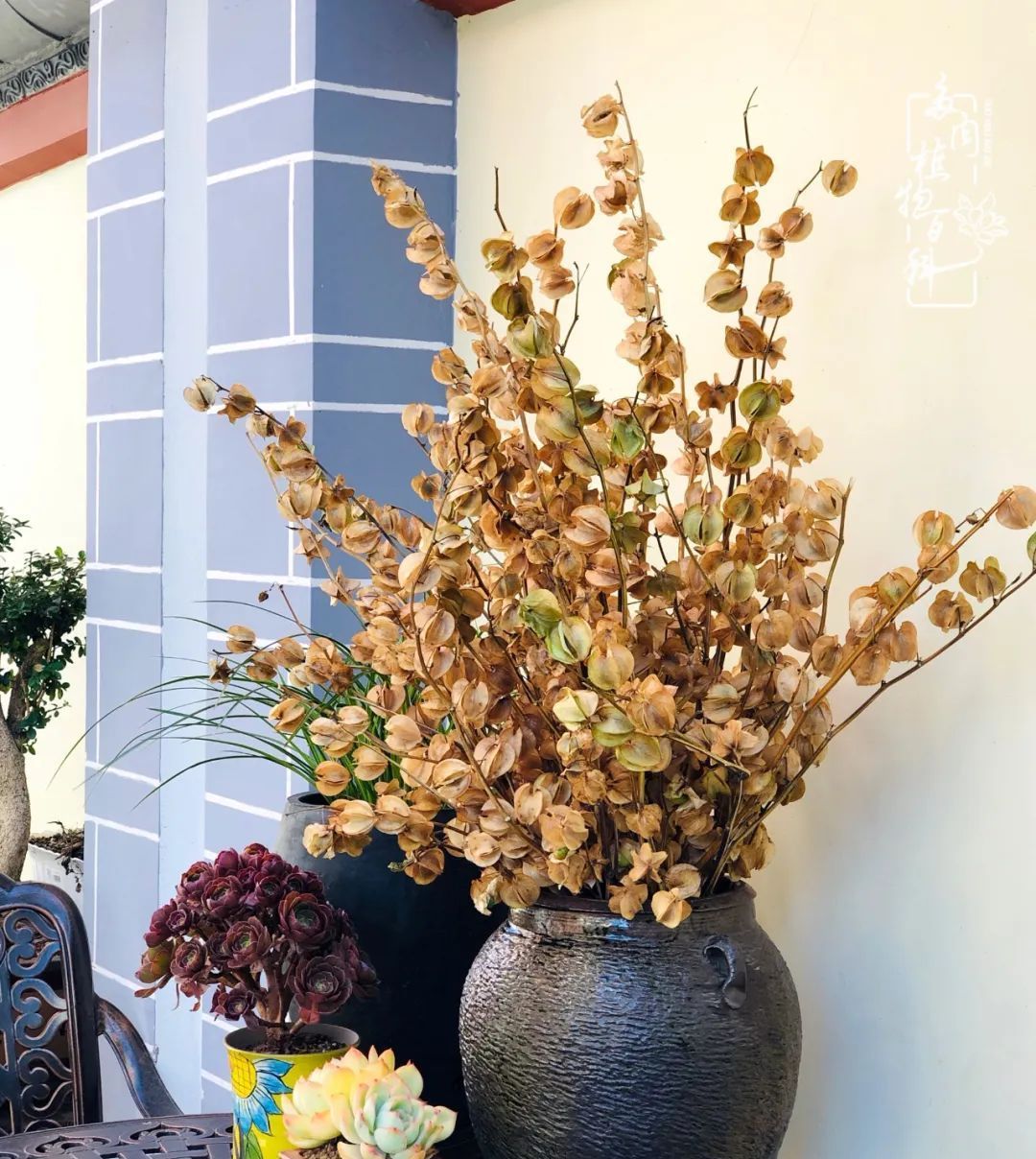  「院里」在茜的多肉小院里,花时间种快乐!
