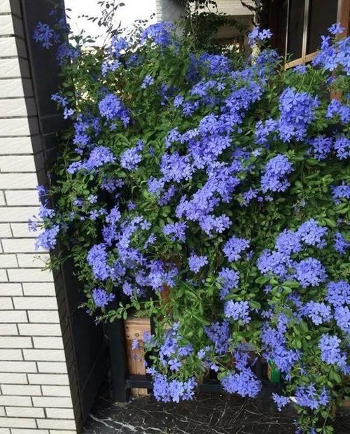  「蓝雪」这花春天长最快，俩月爬满一面墙，从3月开到11月！