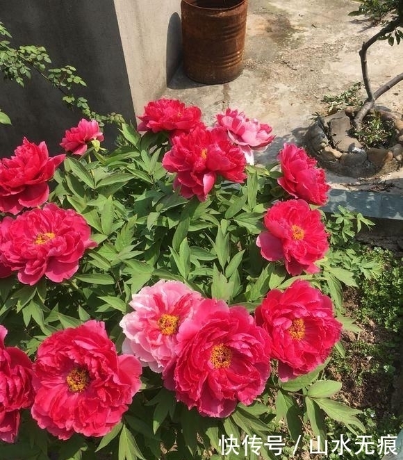 『花卉』百花争艳的季节,养那几种花最适合,推荐这四种开花好看花期长