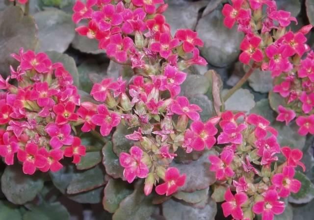  『不定芽』传说中种一次拔一世的多肉，到底是啥？