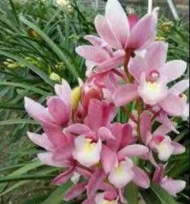 『还要』花香莫过于此花，比香水还要香，花色粉红可爱，一杆多花婀娜多姿