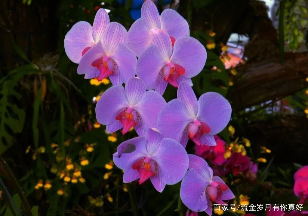 『植物』牡丹榜上无名?中国这5大吉祥植物你认识吗?兰花上榜!