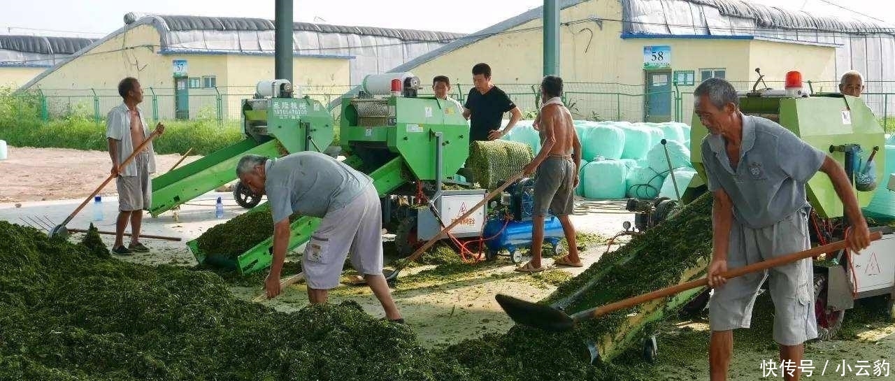  构树■农村常见树木, 白色汁液让人嫌弃, 果实像“灯笼”, 可用