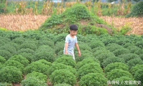  「年收入」农民种植特色作物20年，年收入近20万元，为啥年轻人