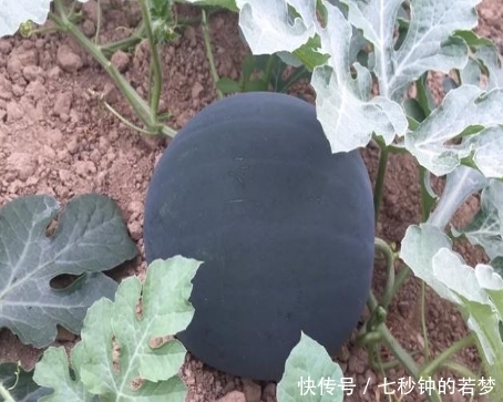一亩收入可以到10000元以上的农作物有哪些?