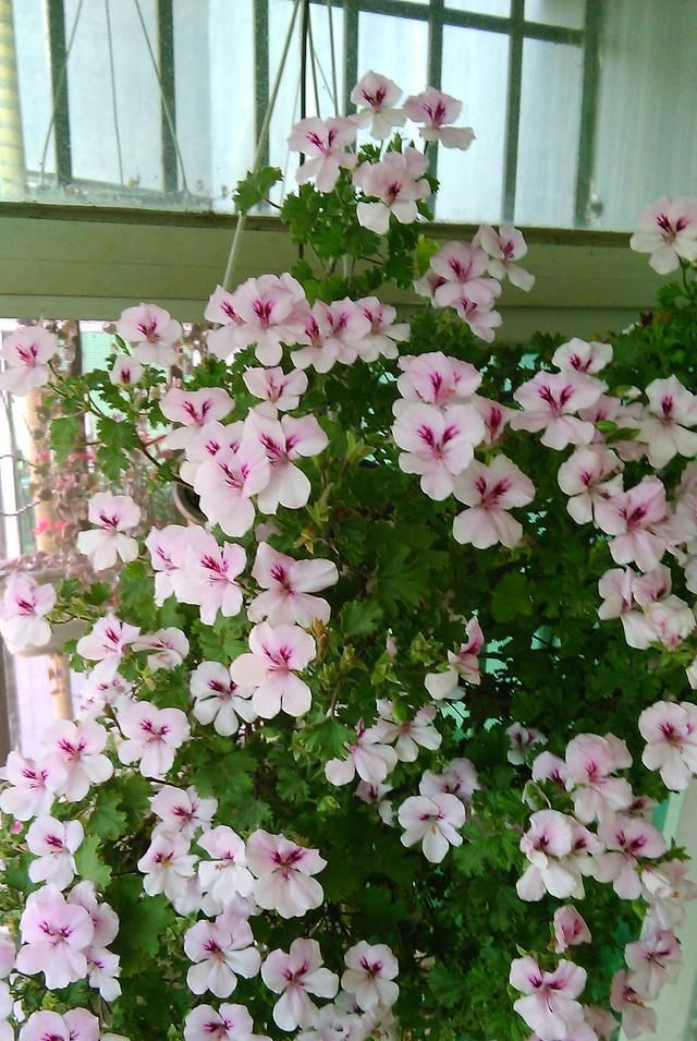  [种植]此花是世界名花，花期几乎全年，灿烂绚丽，种植容易，是盆栽佳品