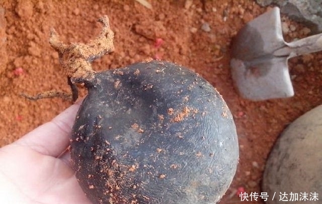 男子山上采蘑菇,意外挖到几个小黑球,带回家后惊喜了