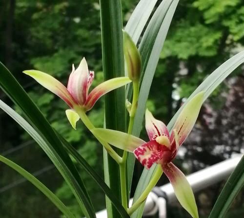  「深盆」种植兰花用浅盆好还是用深盆好？十年兰花老农给出了答案