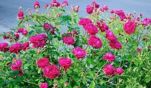  『能养』这花很好看，院子阳台都能养，2年长一片，见的人都拍照发朋友圈