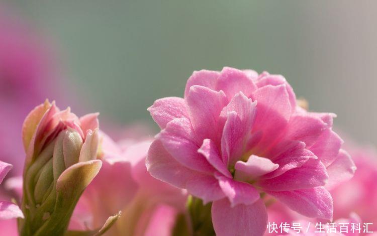 #耐旱#适合夏天养的5种花,耐热耐旱又耐晒,花大色艳很漂亮,人见人爱