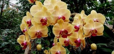  『漂亮』在室内养护花卉，就选花大色艳，开花翩翩起舞似蝴蝶的花卉，漂亮