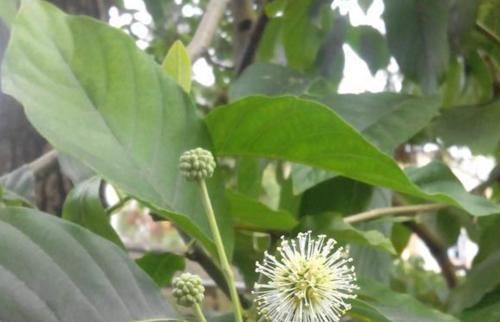  「喜树」长在山里的重点保护植物，当年被农民砍当柴烧，现在价